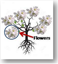 Blossom